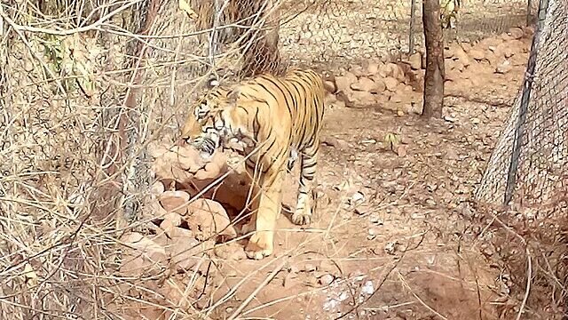 Tiger_image_-_Van_Vihar_National_Park