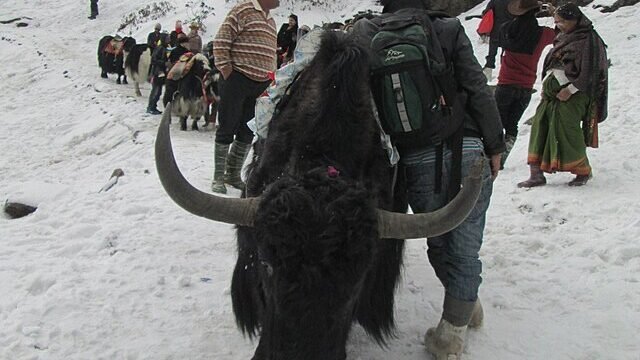 ‘Yak_Rides’_at_Tsomgo_lake.