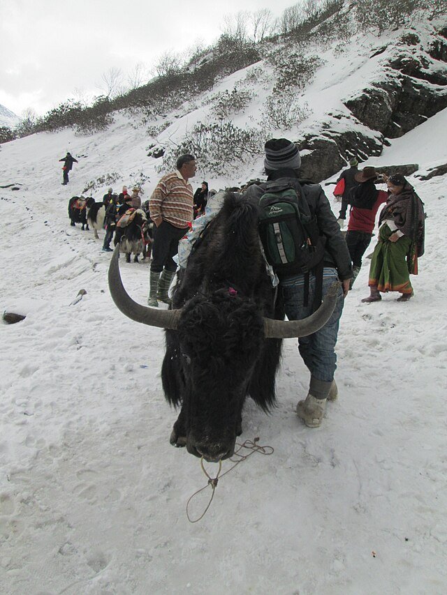 ‘Yak_Rides’_at_Tsomgo_lake.