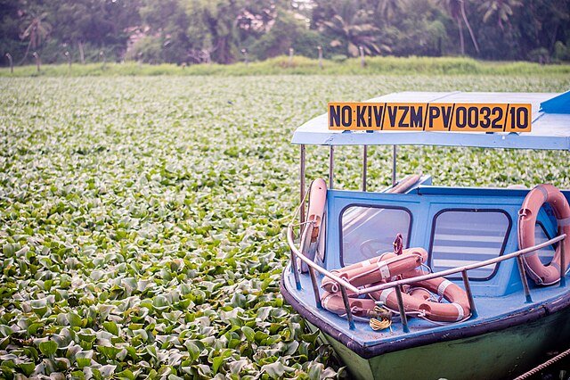 Boat_In_A_Bog_(Unsplash)