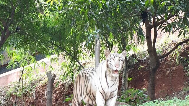 Indira_Gandhi_Zoological_Park
