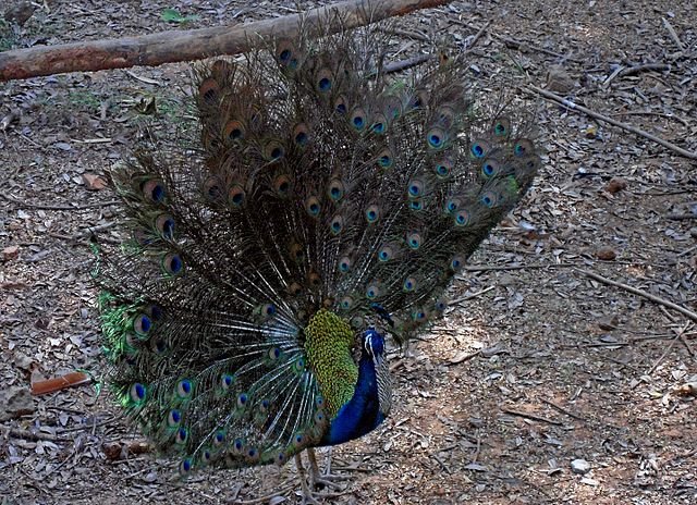 Pavo_cristatus_at_Indira_Gandhi_Zoological_park_in_Vizag