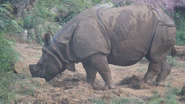 Rhino_in_indira_gandhi_zoological_park_vizag