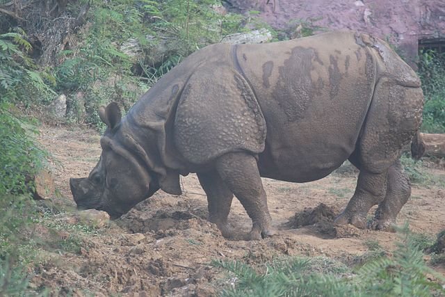 Rhino_in_indira_gandhi_zoological_park_vizag
