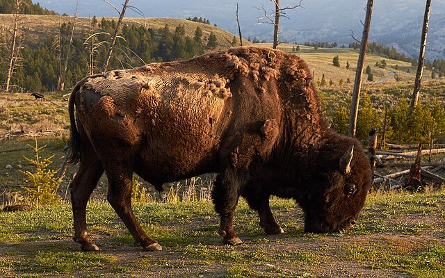 Yellowstone National Park