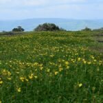 Kaas Plateau One Day Pune to Kaas Pathar Trip