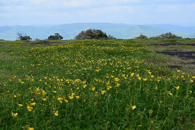 Kaas Plateau