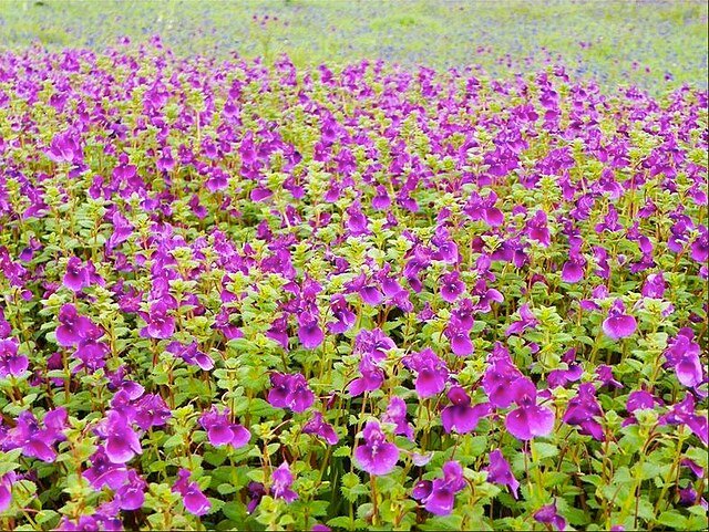 Kaas Plateau