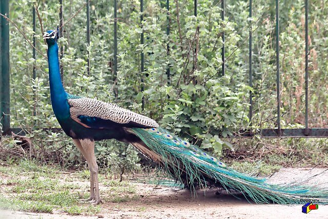 Okhla Bird Sanctuary