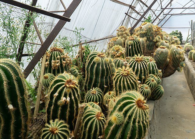 Pine View Nursery