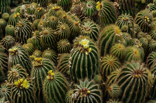 Pine View Nursery
