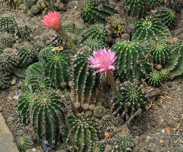 Pine View Nursery