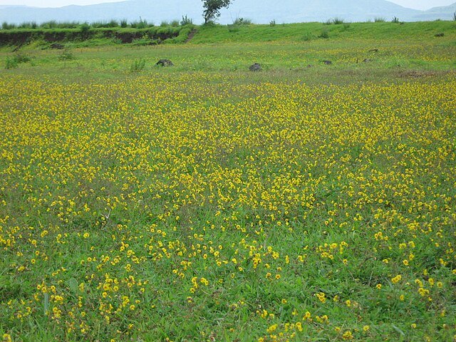 Kaas Plateau